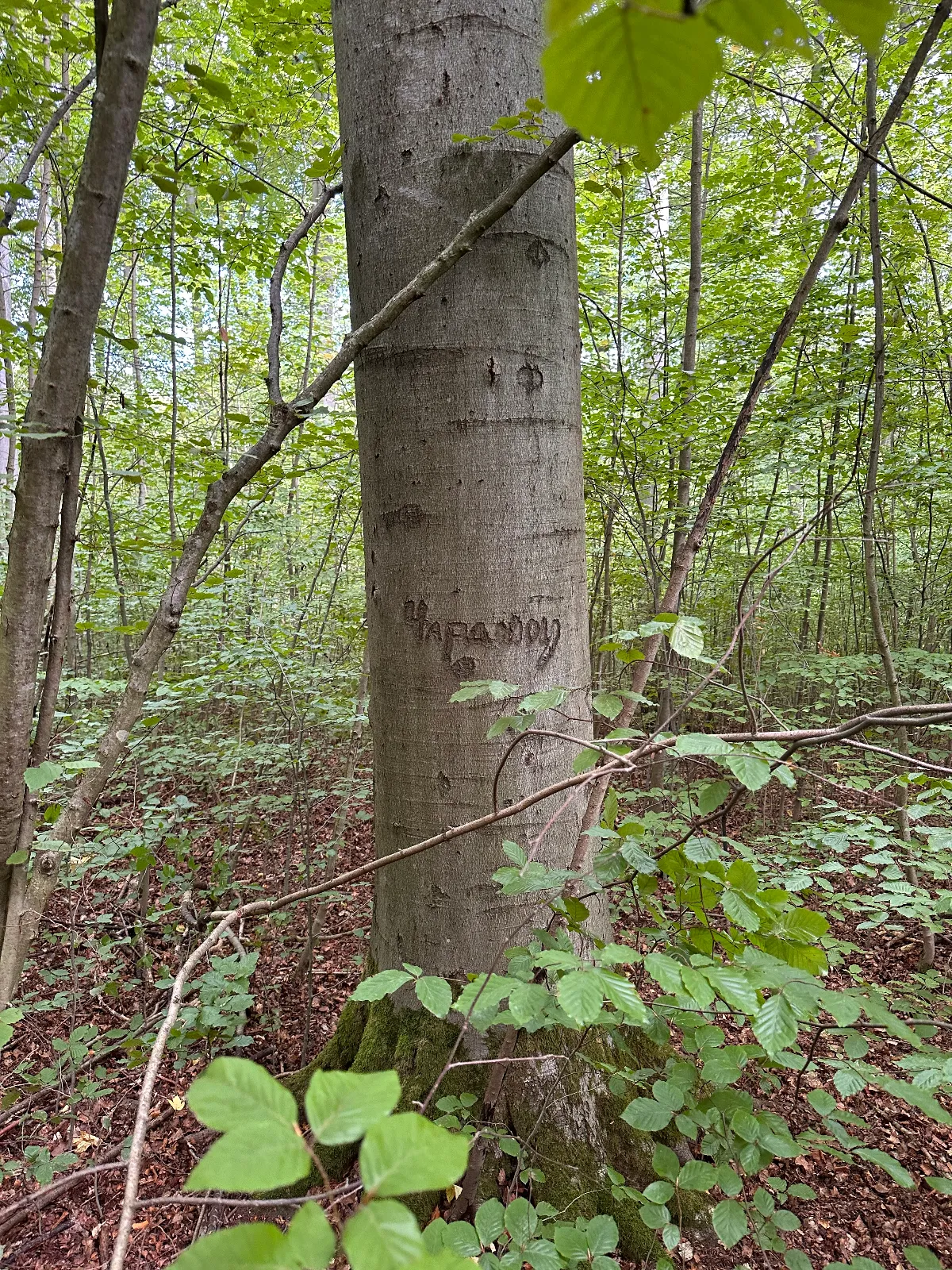 IMG_8738.jpeg