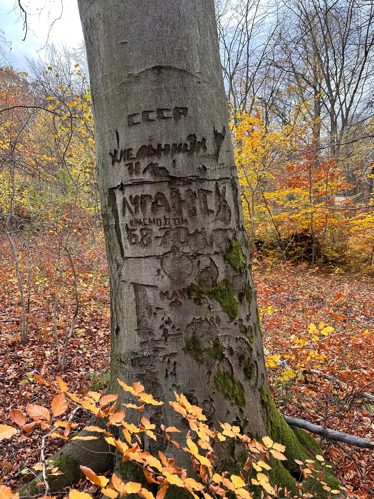 IMG_9019.jpeg