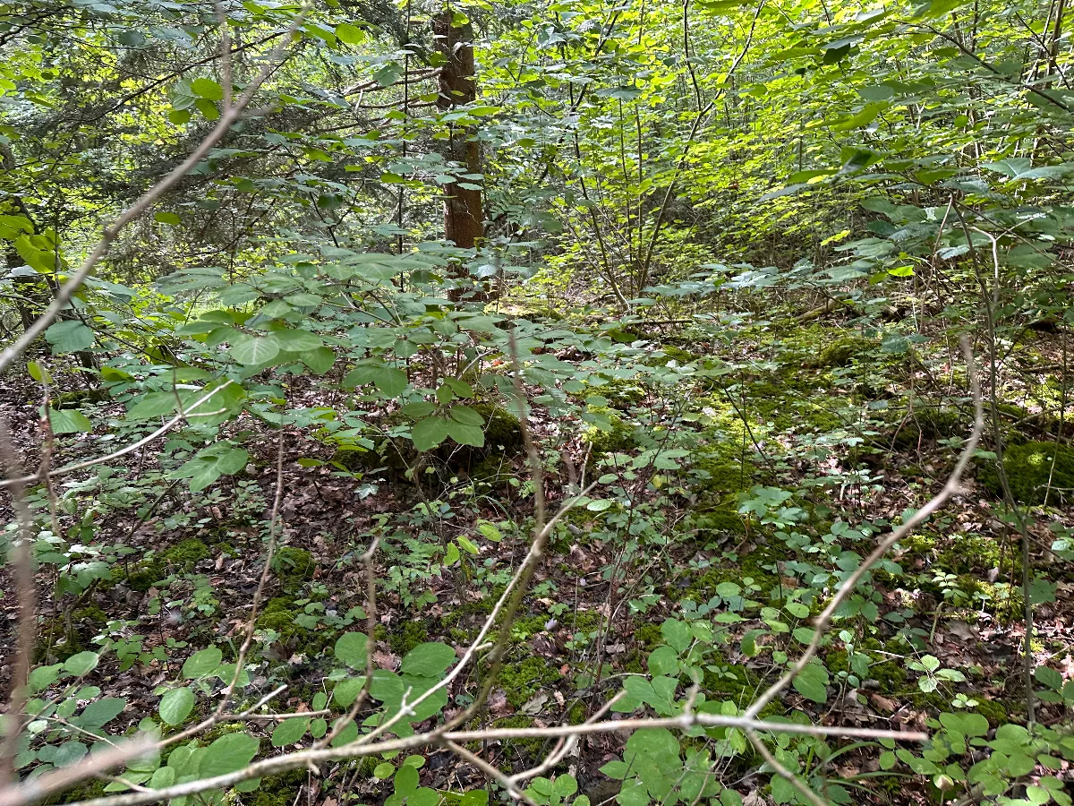 IMG_8652.jpeg