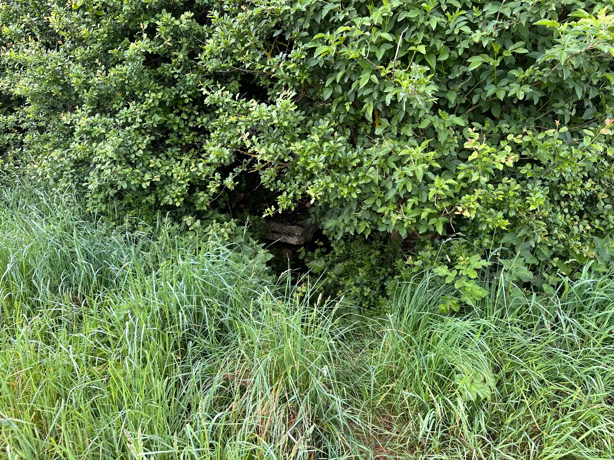 IMG_0008.jpeg